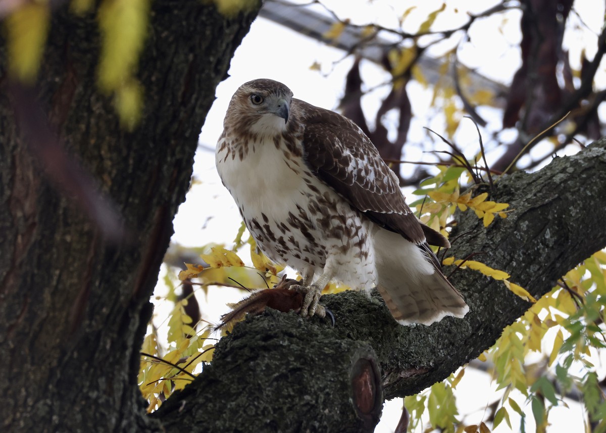 Red-tailed Hawk - ML645953136