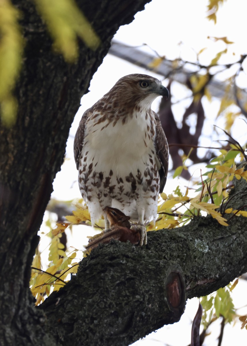 Red-tailed Hawk - ML645953137