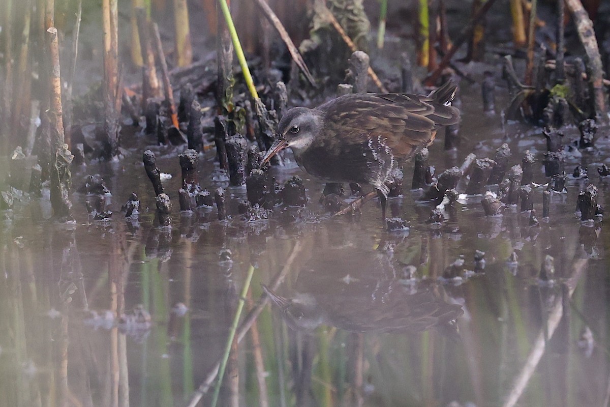 Uroilanda virginiarra - ML645953146