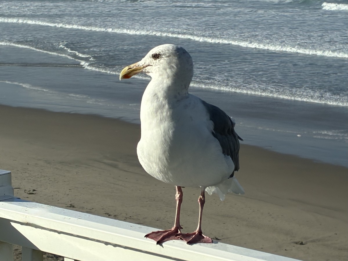 Мартин західний - ML645953150