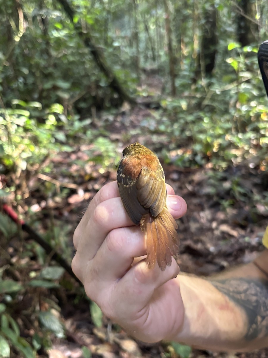 Rufous-tailed Stipplethroat - ML645953158