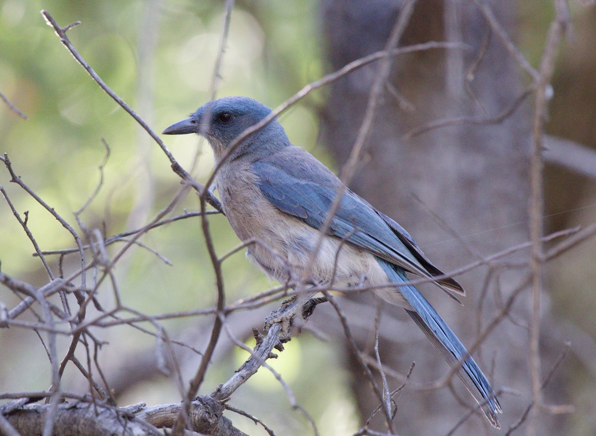 Mexican Jay - ML645953162