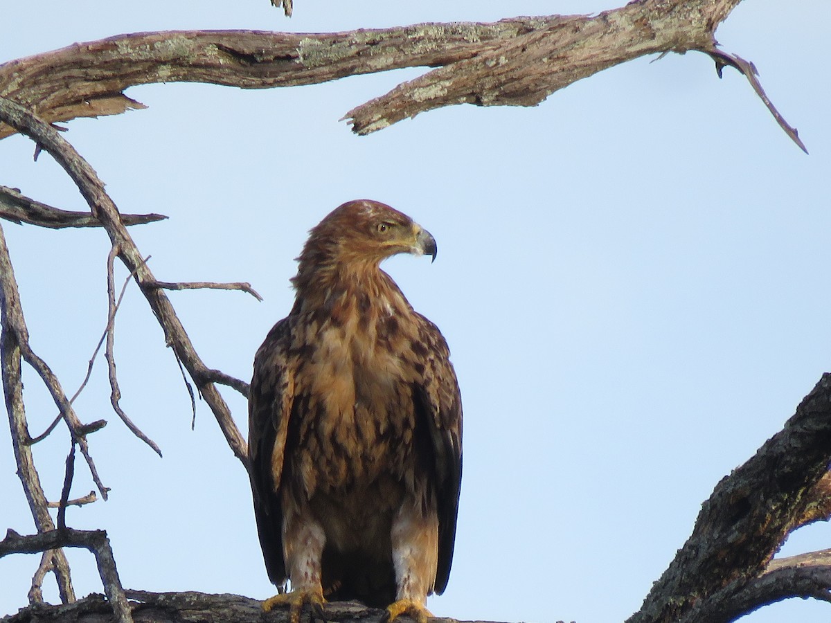 savanneørn - ML645953175