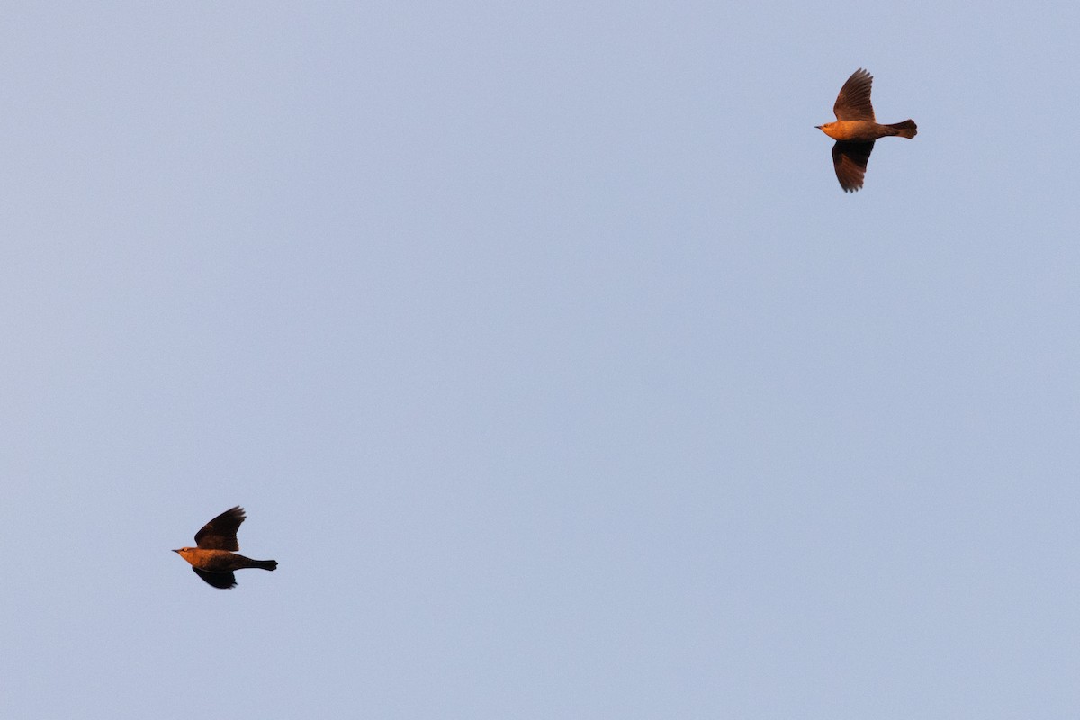 Rusty Blackbird - ML645953182