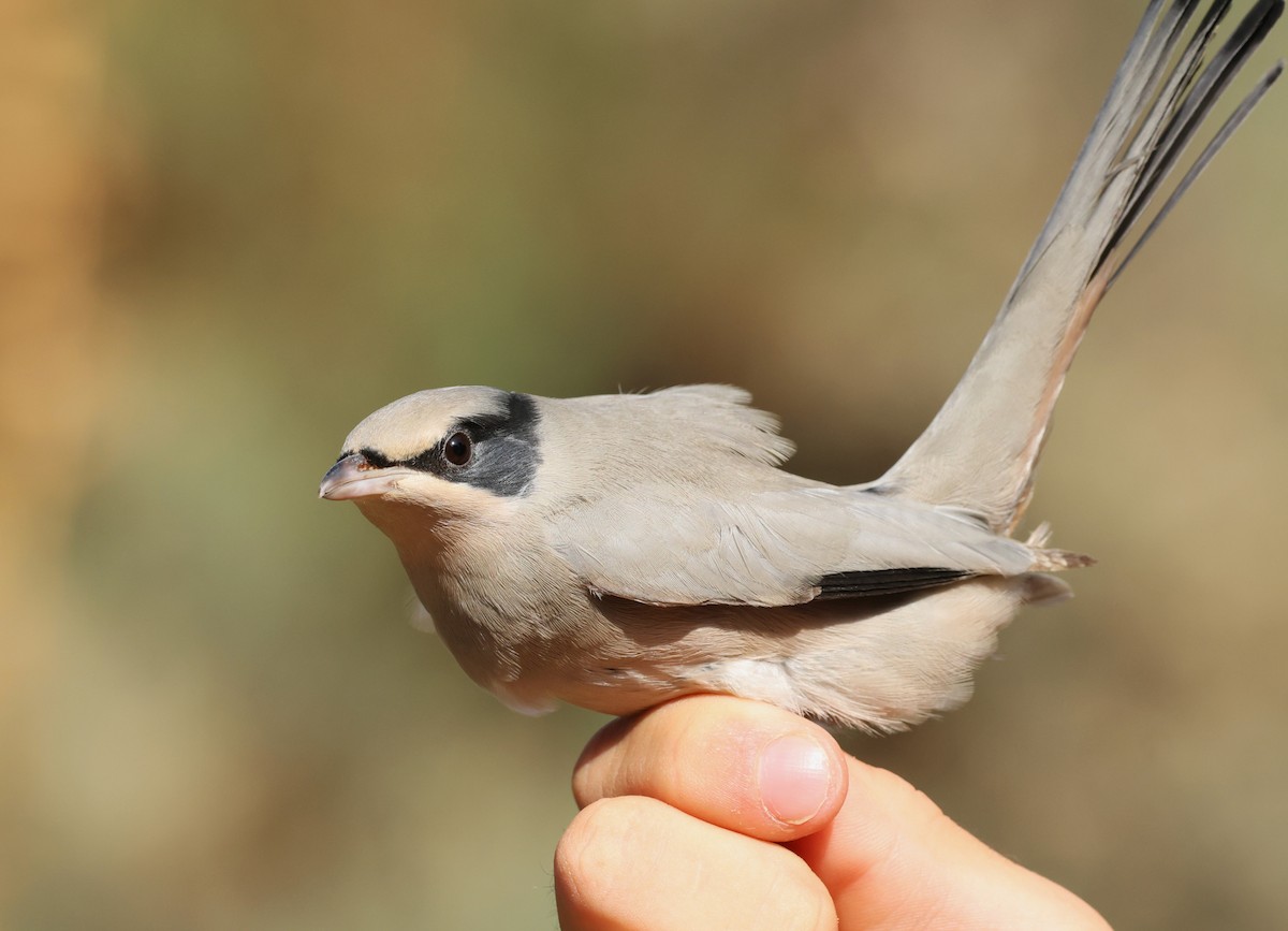 Hypocolius - ML645953185