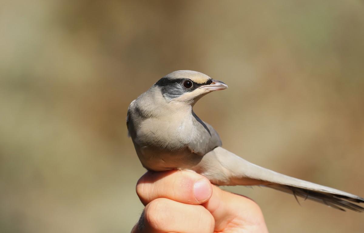 Hypocolius - ML645953186