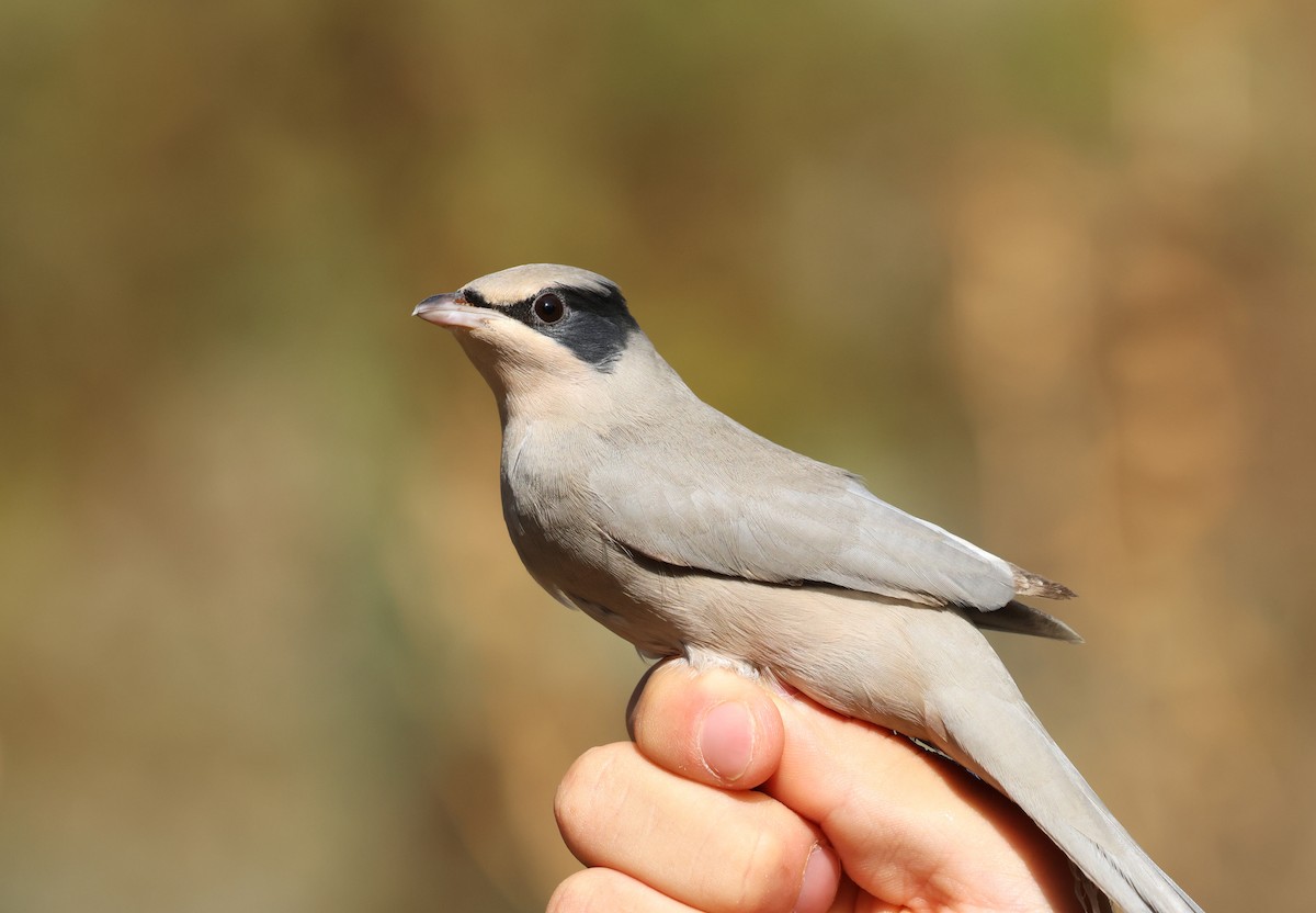 Hypocolius - ML645953187