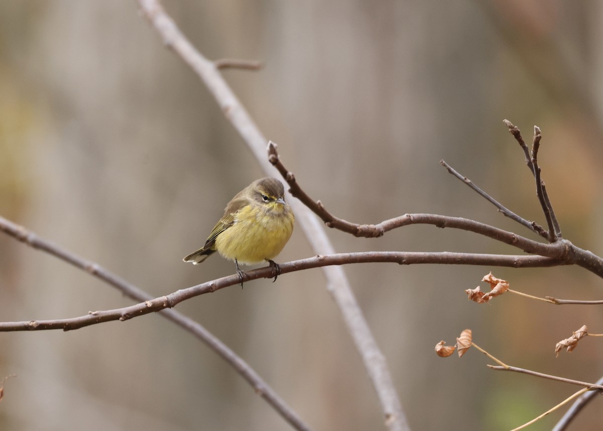 Palmiye Ötleğeni - ML645953190