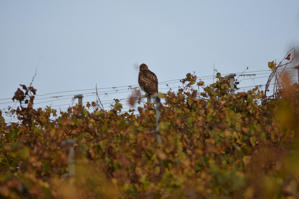 Red-tailed Hawk - ML645953191
