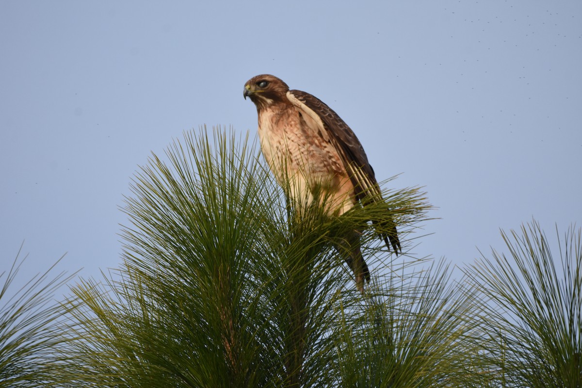 Red-tailed Hawk - ML645953192
