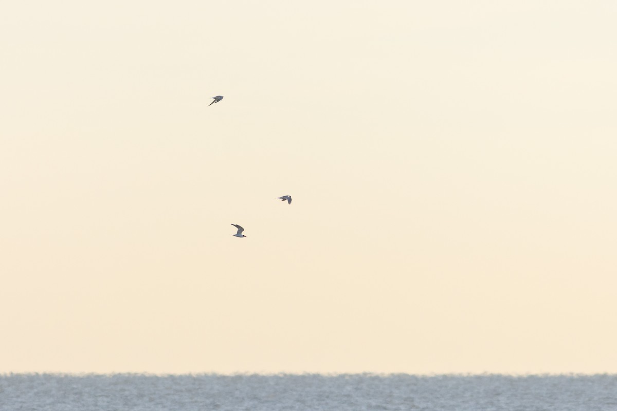 Common Tern - ML645953193