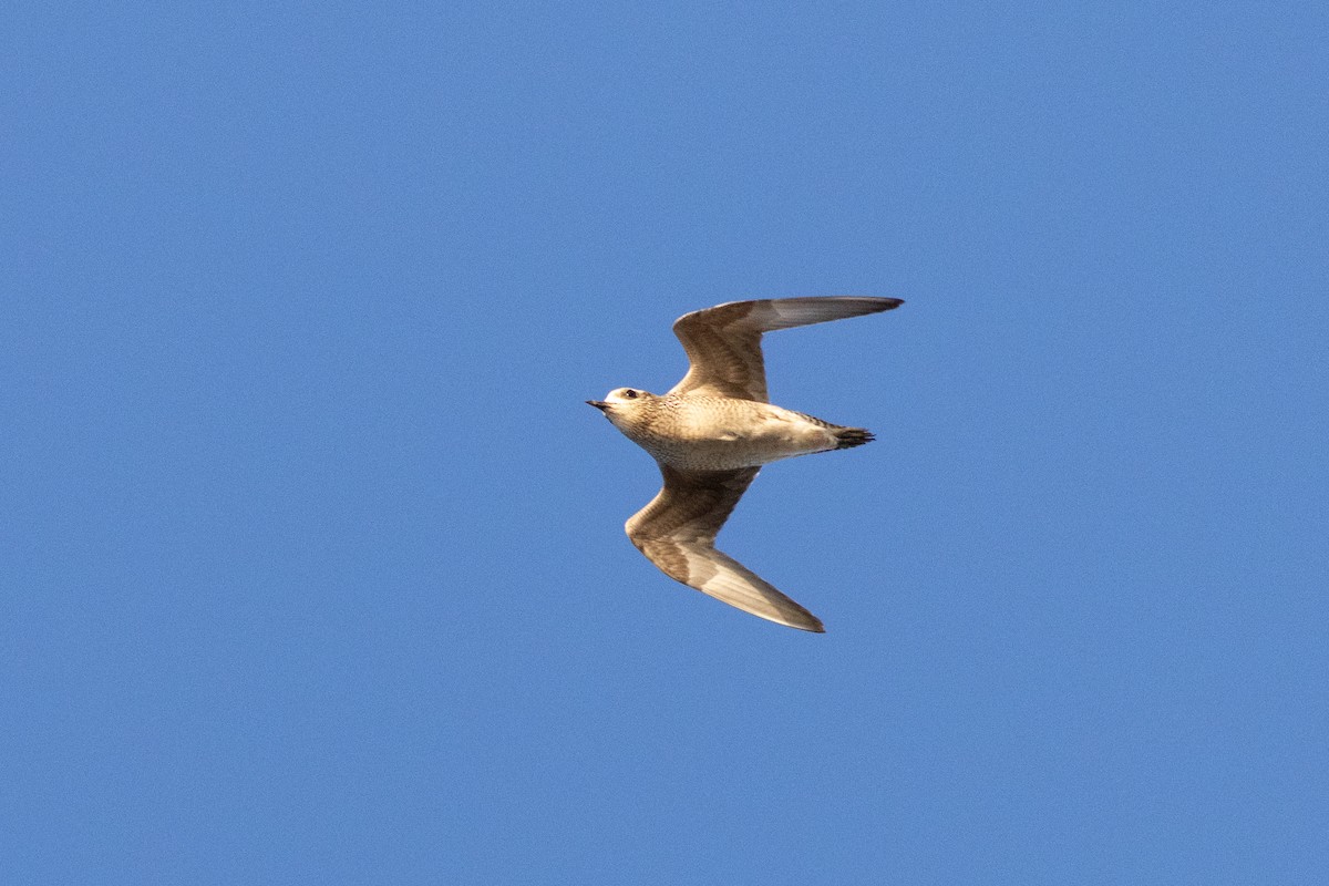 Piviere americano - ML645953200