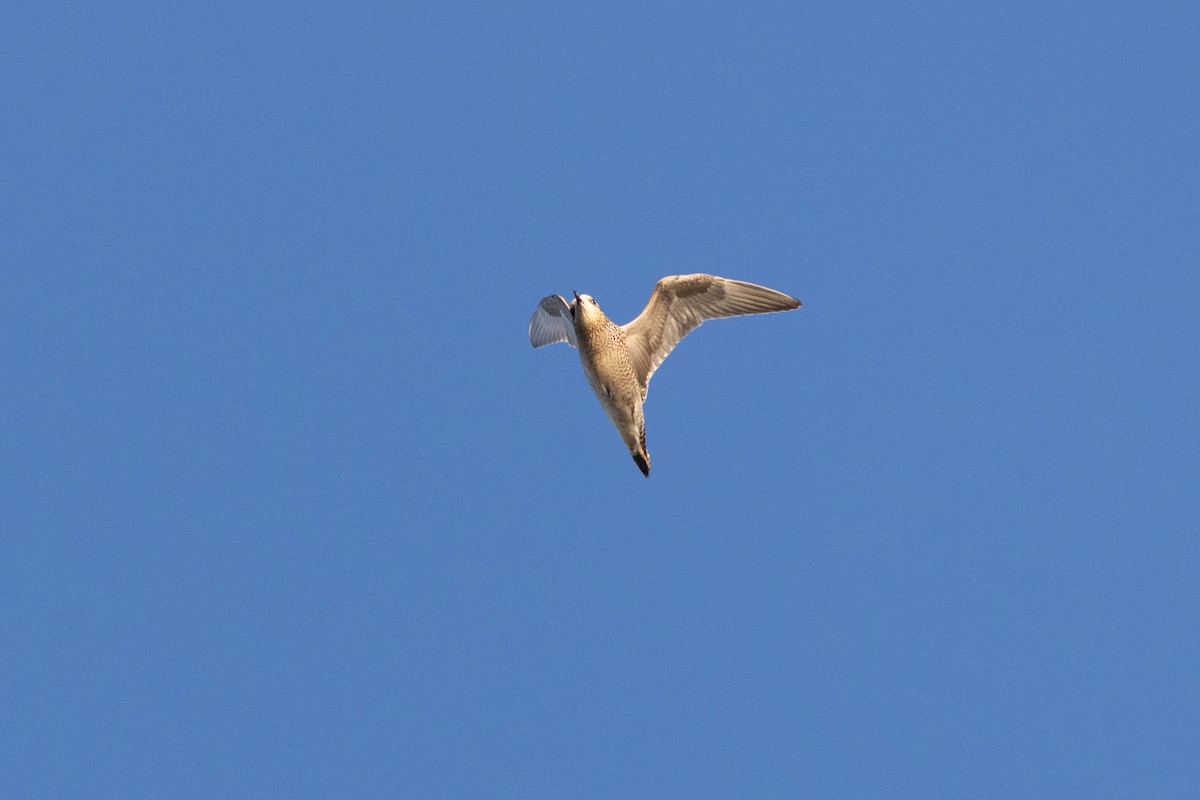 Piviere americano - ML645953202