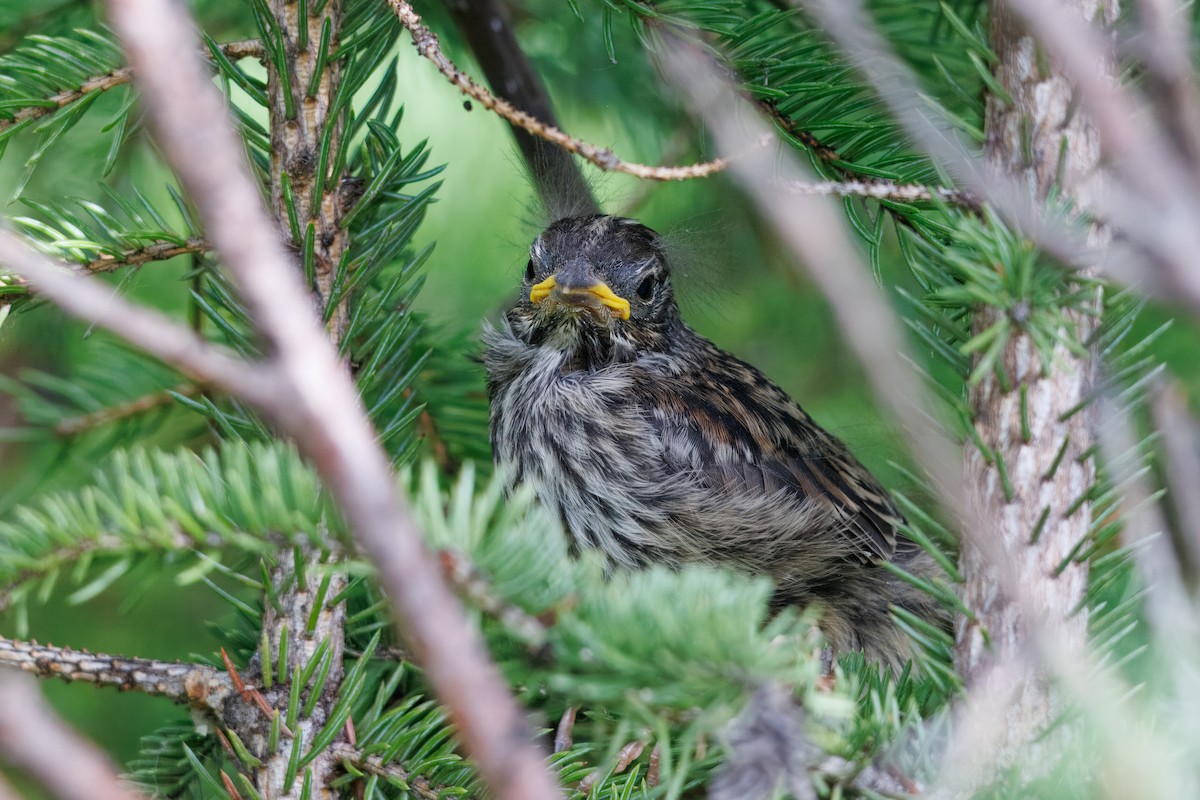 White-crowned Sparrow - ML645953203