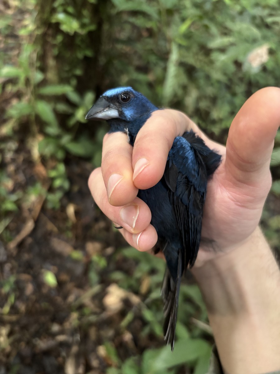 Amazonian Grosbeak - ML645953204