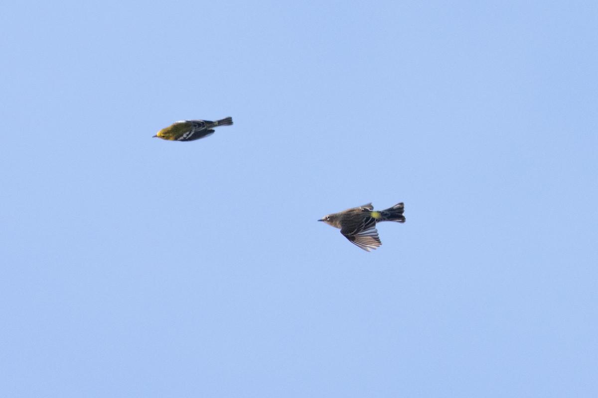 Black-throated Green Warbler - ML645953205