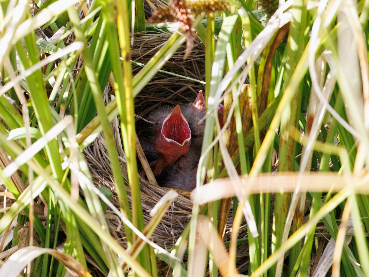 Red-winged Blackbird - ML645953206