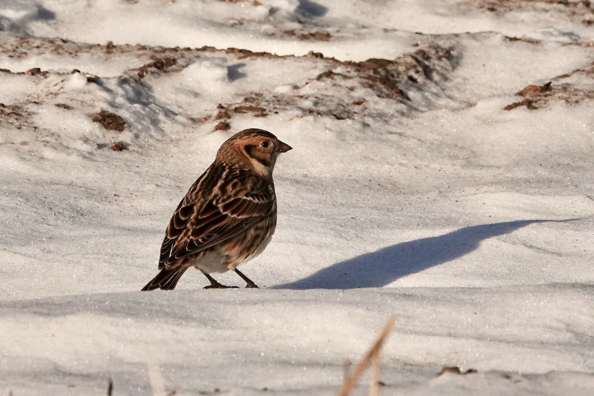 Plectrophane lapon - ML645953215