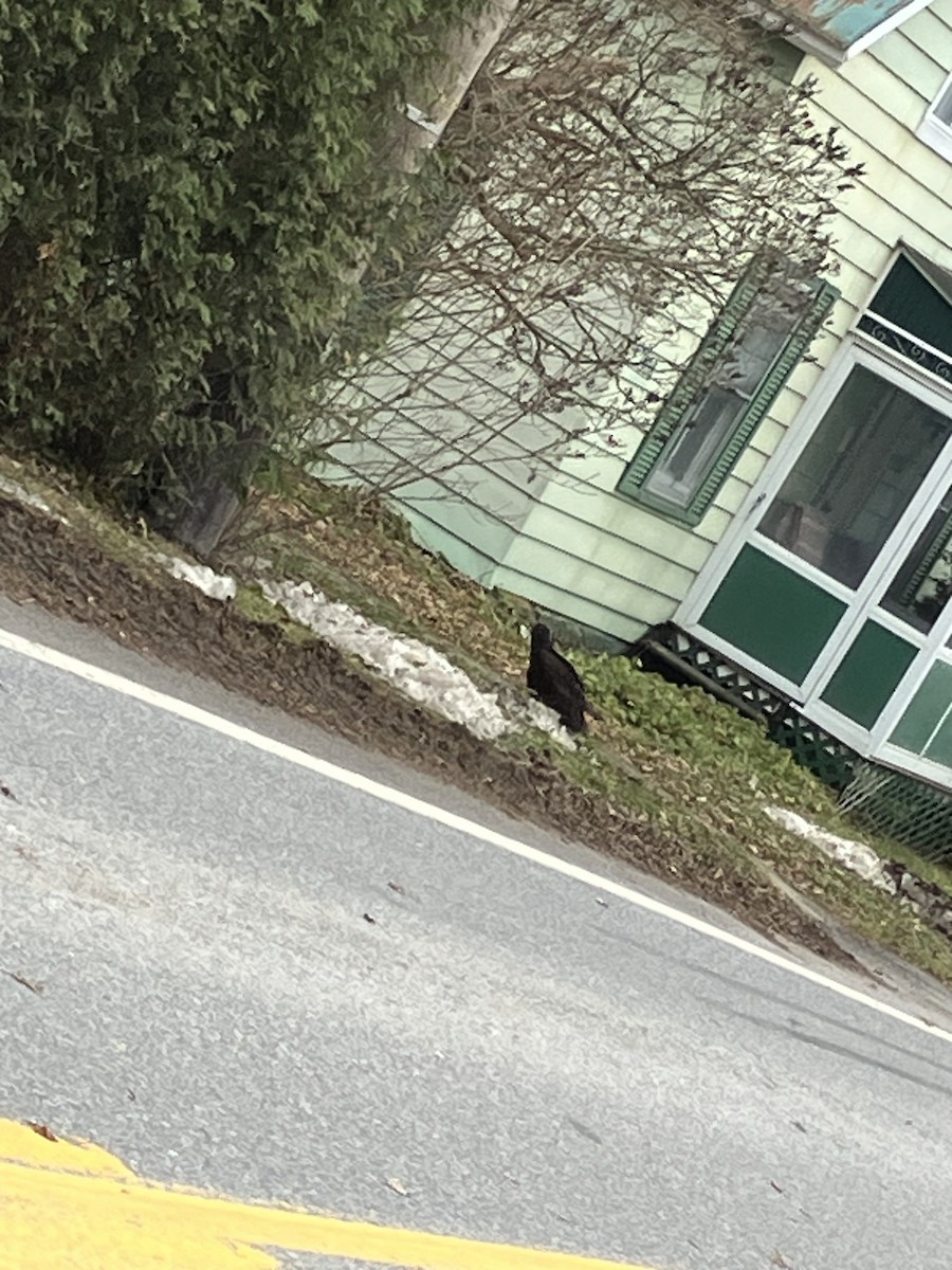 Turkey Vulture - ML645953216