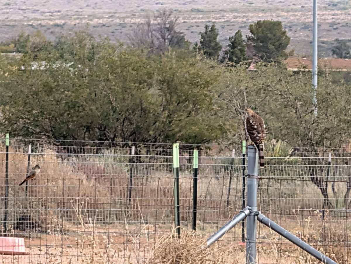 チャイロツキヒメハエトリ - ML645953219