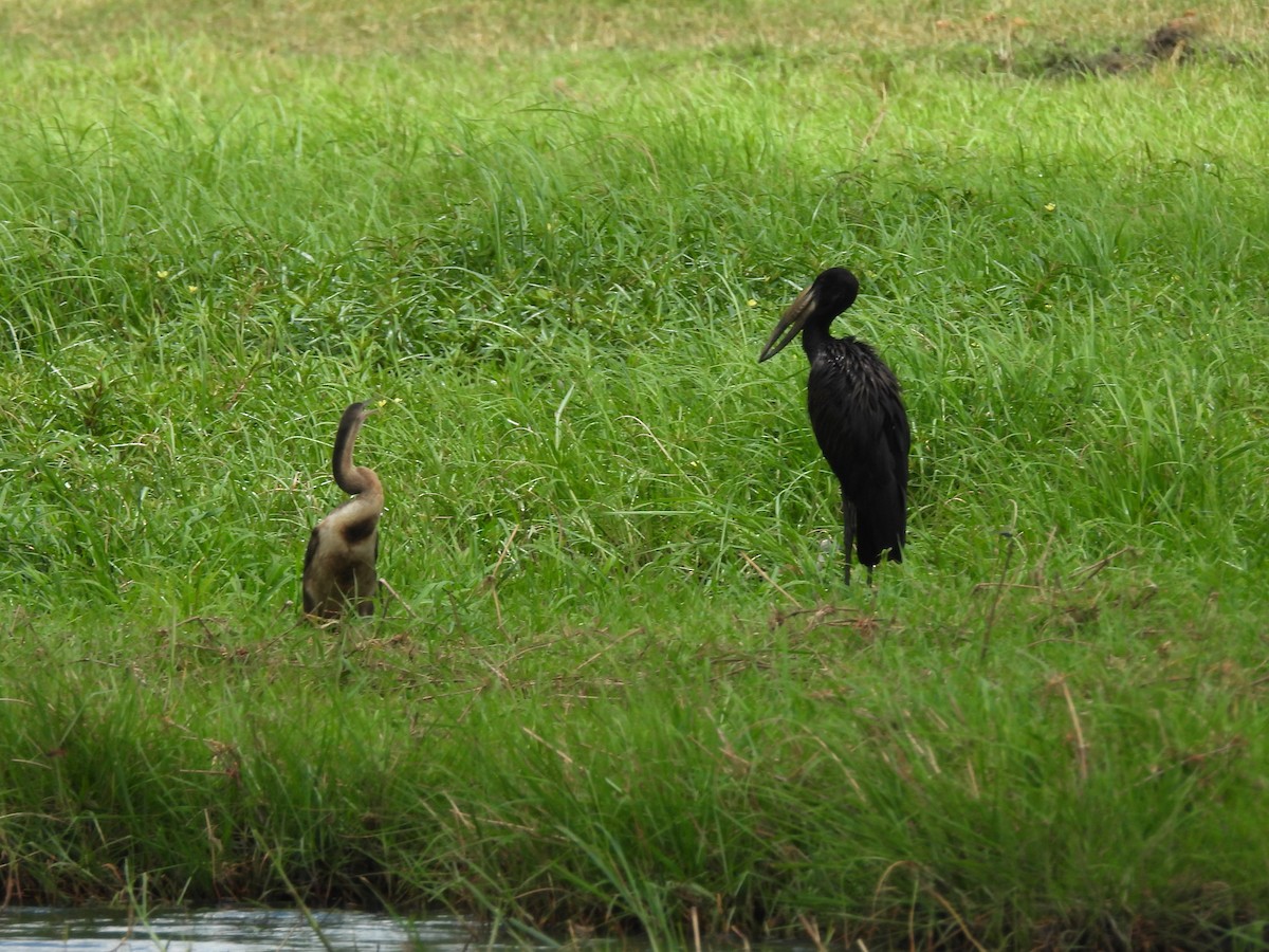African Openbill - ML645953220