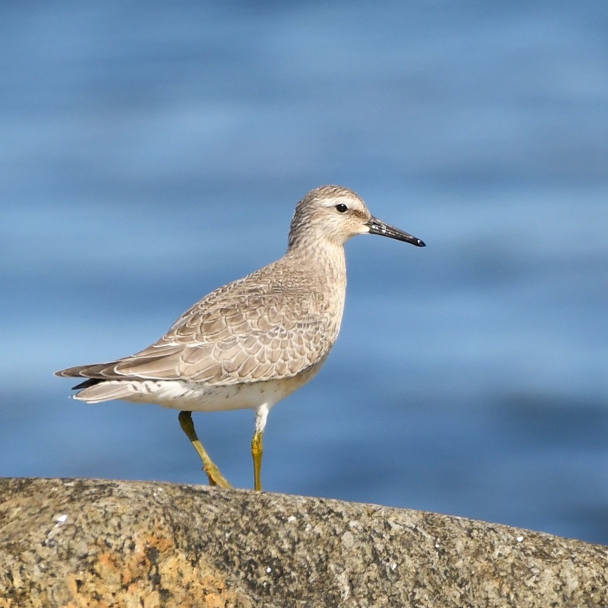 חופית להקנית - ML645953221