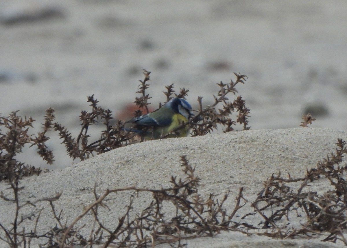 Eurasian Blue Tit - ML645953227