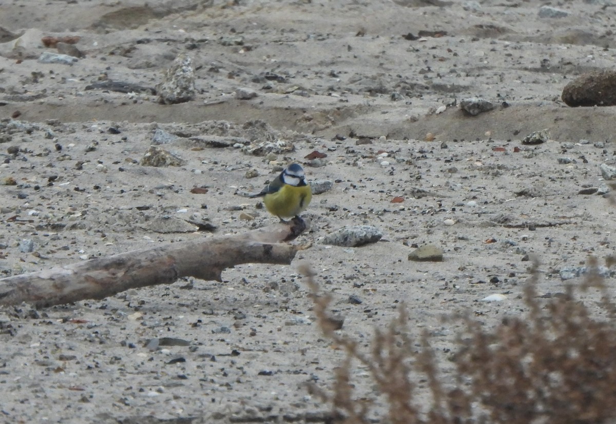 Eurasian Blue Tit - ML645953228