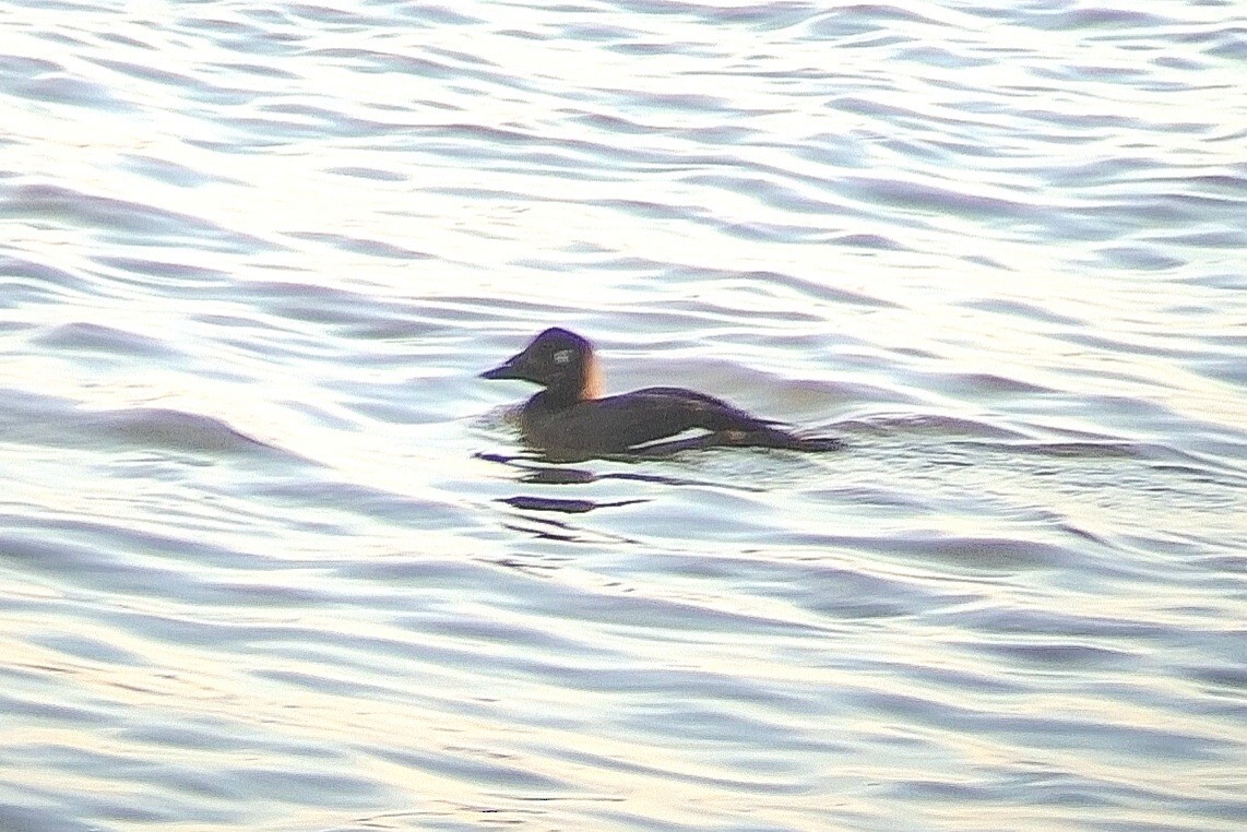 White-winged Scoter - ML645953241