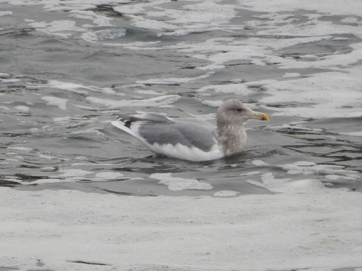 アメリカセグロカモメ - ML645953247