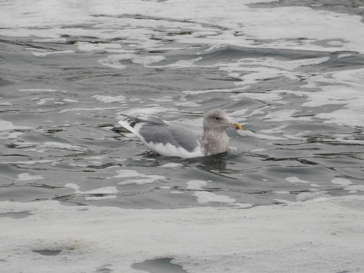 アメリカセグロカモメ - ML645953248