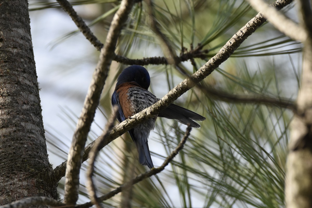 Western Bluebird - ML645953261