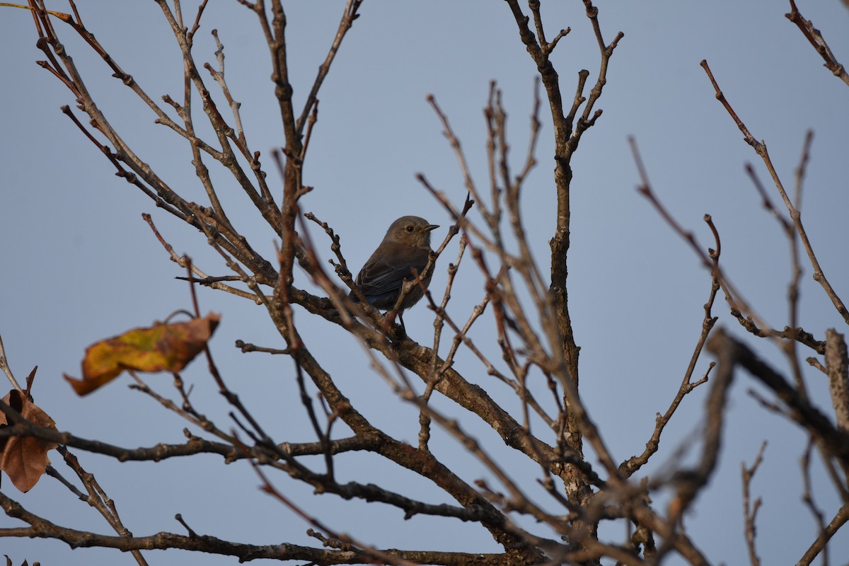 Western Bluebird - ML645953263