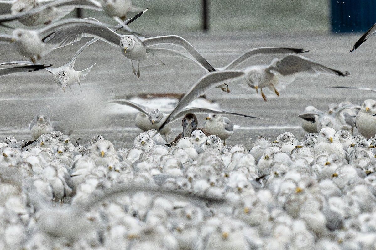 Brown Pelican - ML645953264