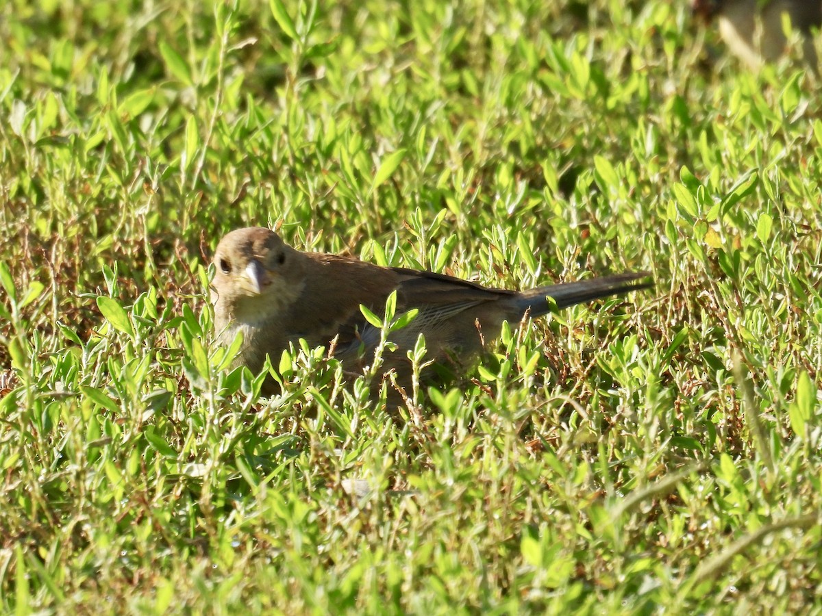 Indigo Bunting - ML645953272