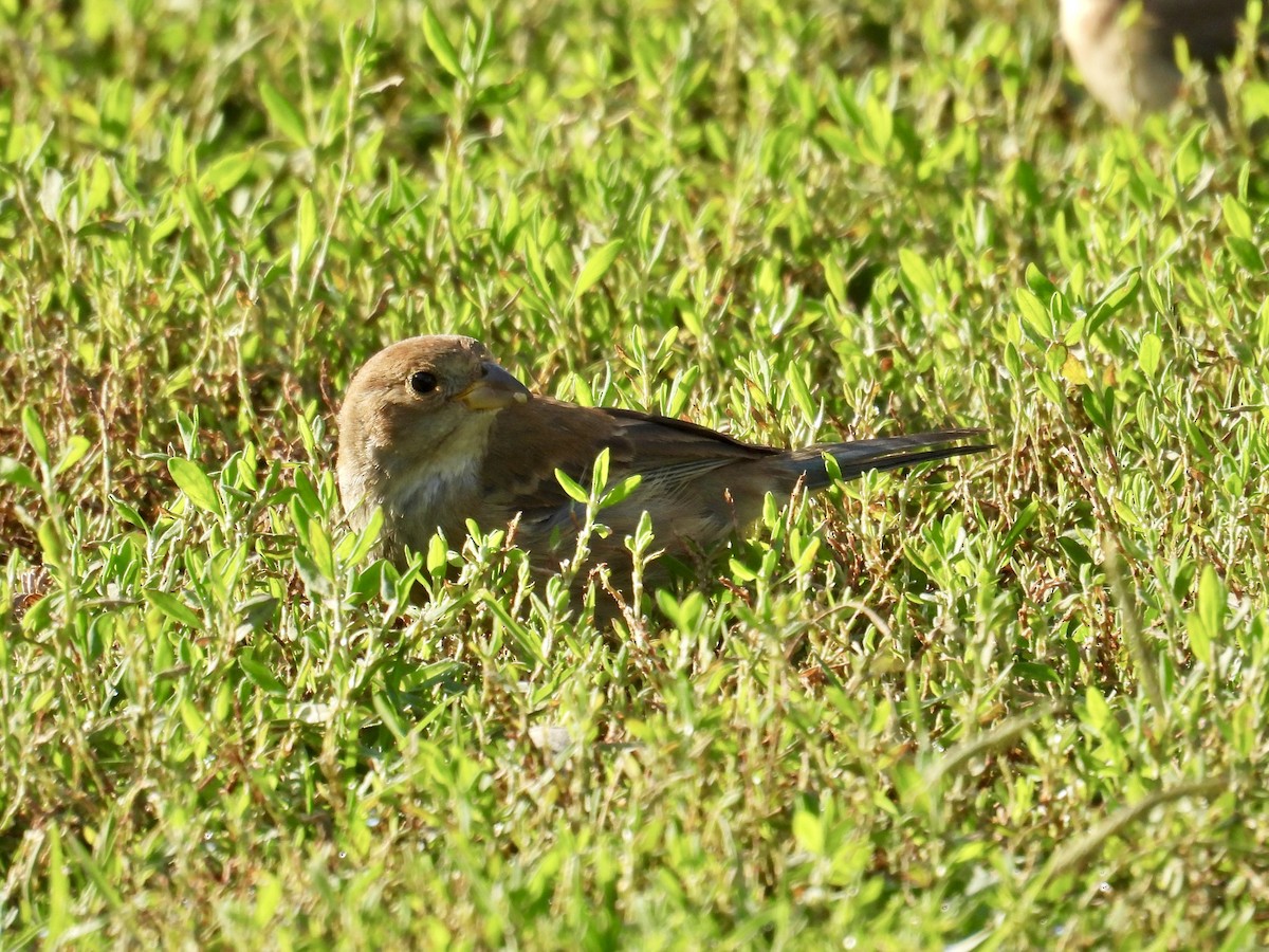 Indigo Bunting - ML645953274