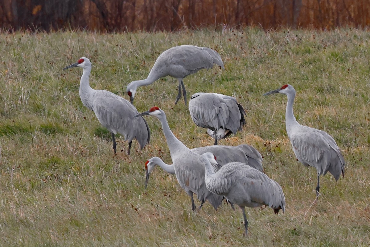 Sandhill Crane - ML645953277
