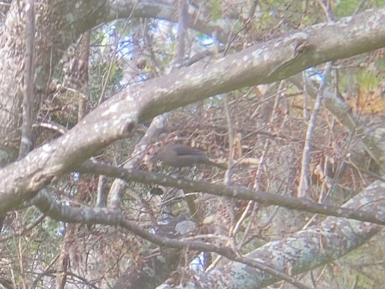 Rusty Blackbird - ML645953279
