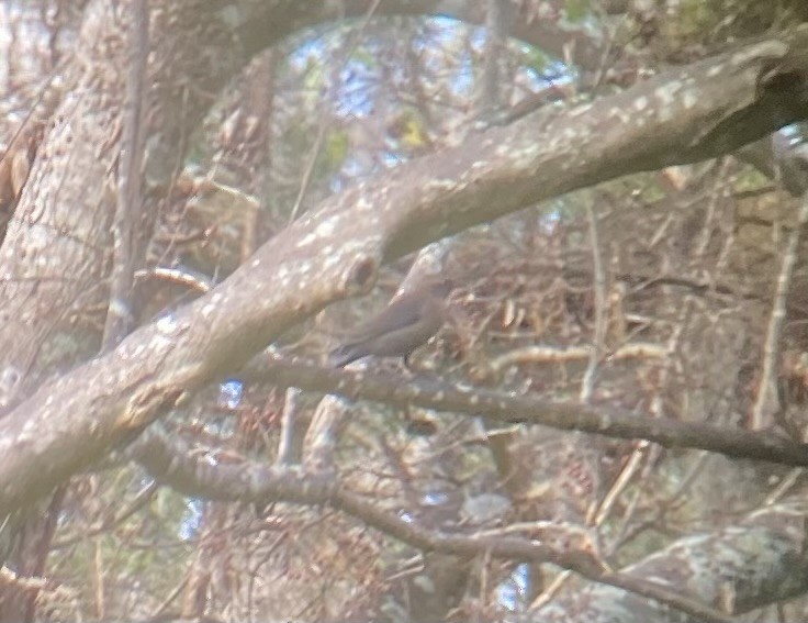 Rusty Blackbird - ML645953280