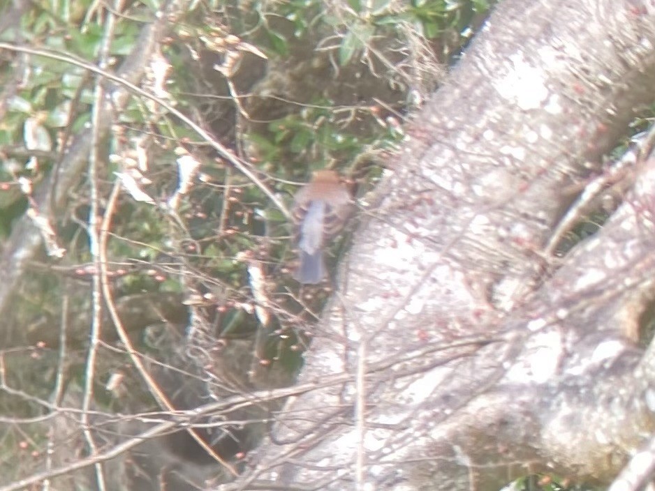 Rusty Blackbird - ML645953281