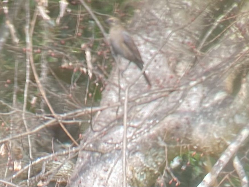 Rusty Blackbird - ML645953282