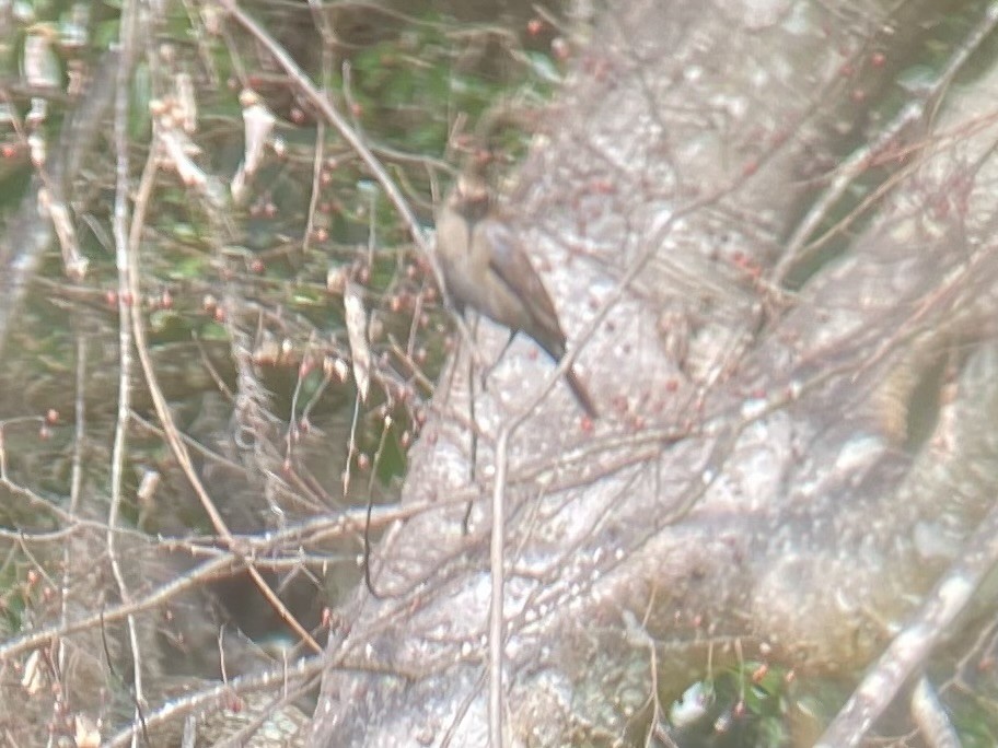 Rusty Blackbird - ML645953283