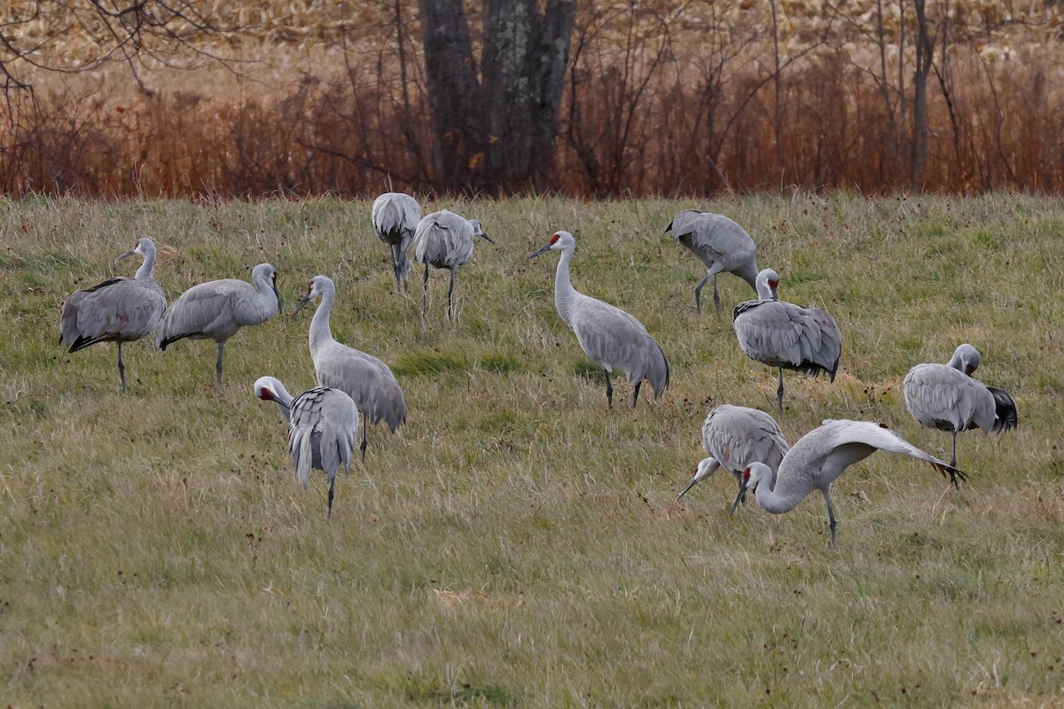 Sandhill Crane - ML645953285