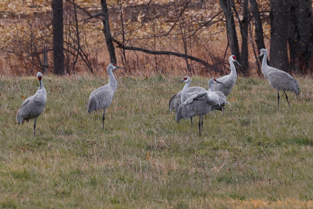 Sandhill Crane - ML645953288