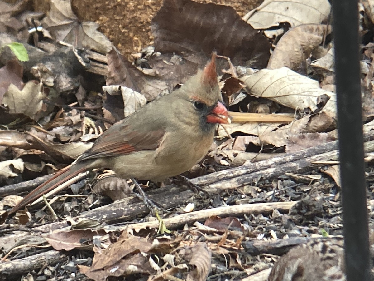 Northern Cardinal - ML645953289
