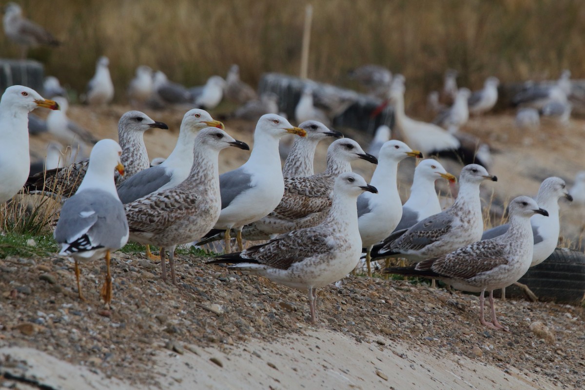 Yellow-legged Gull - ML645953292