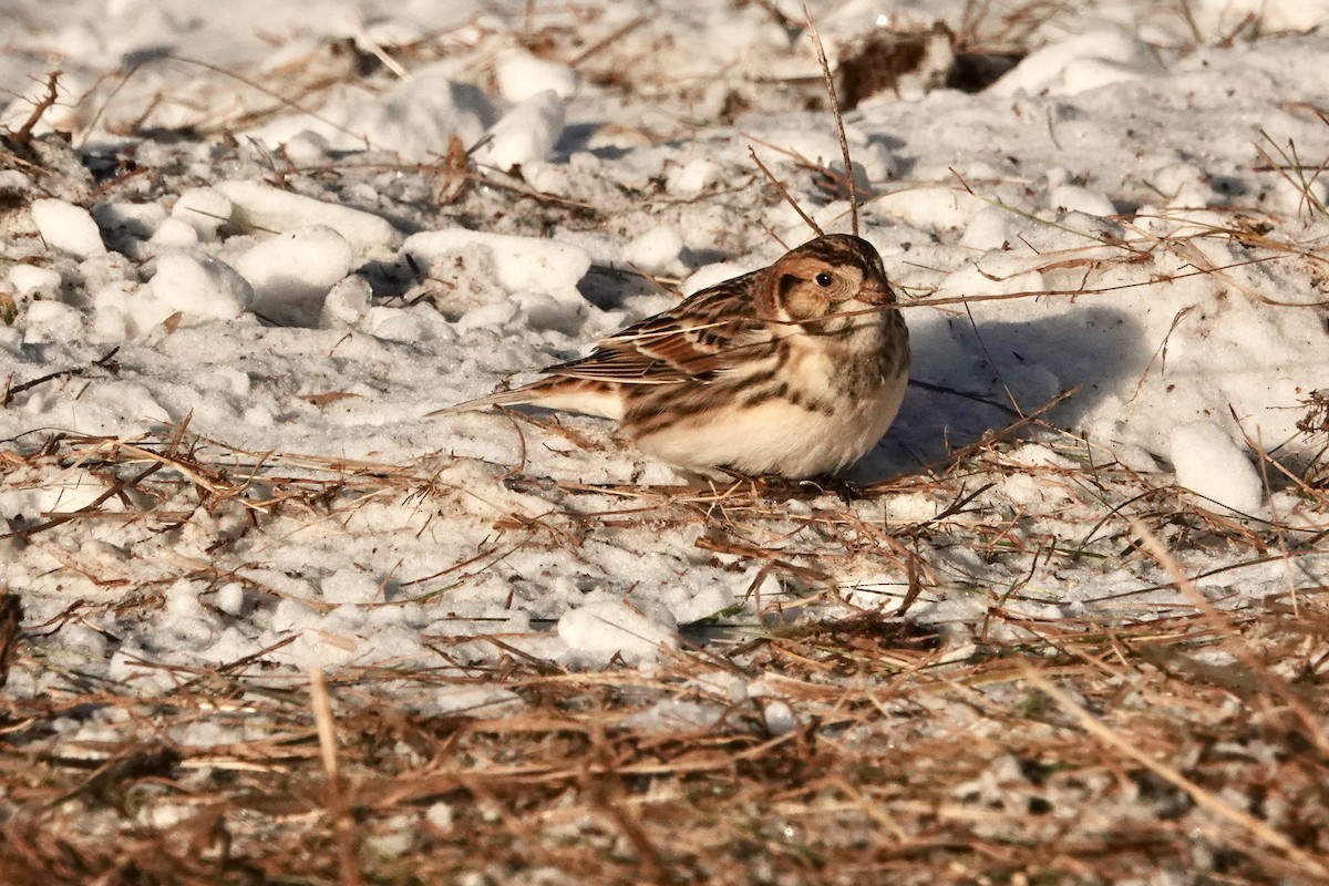 Plectrophane lapon - ML645953293