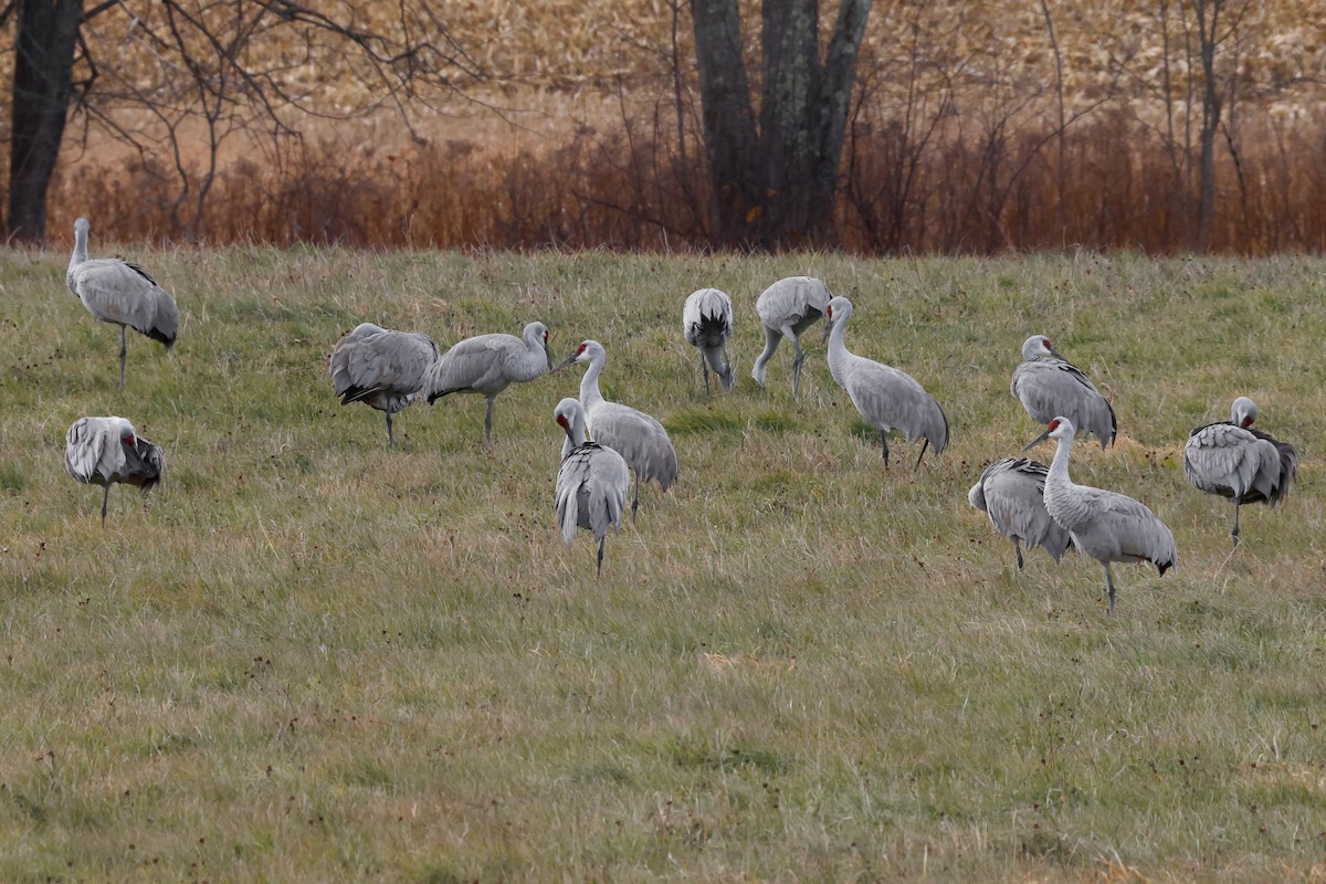 Sandhill Crane - ML645953296