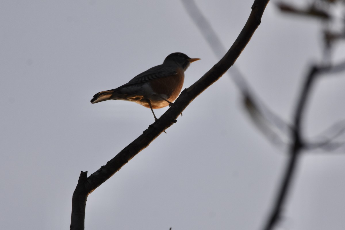 American Robin - ML645953297