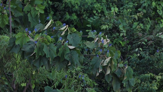 Папуга-червоногуз синьоголовий - ML645953303